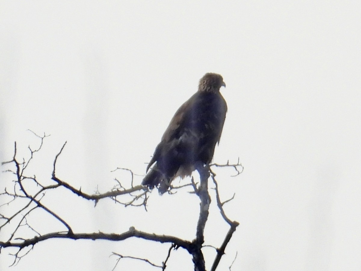 Golden Eagle - ML646553215