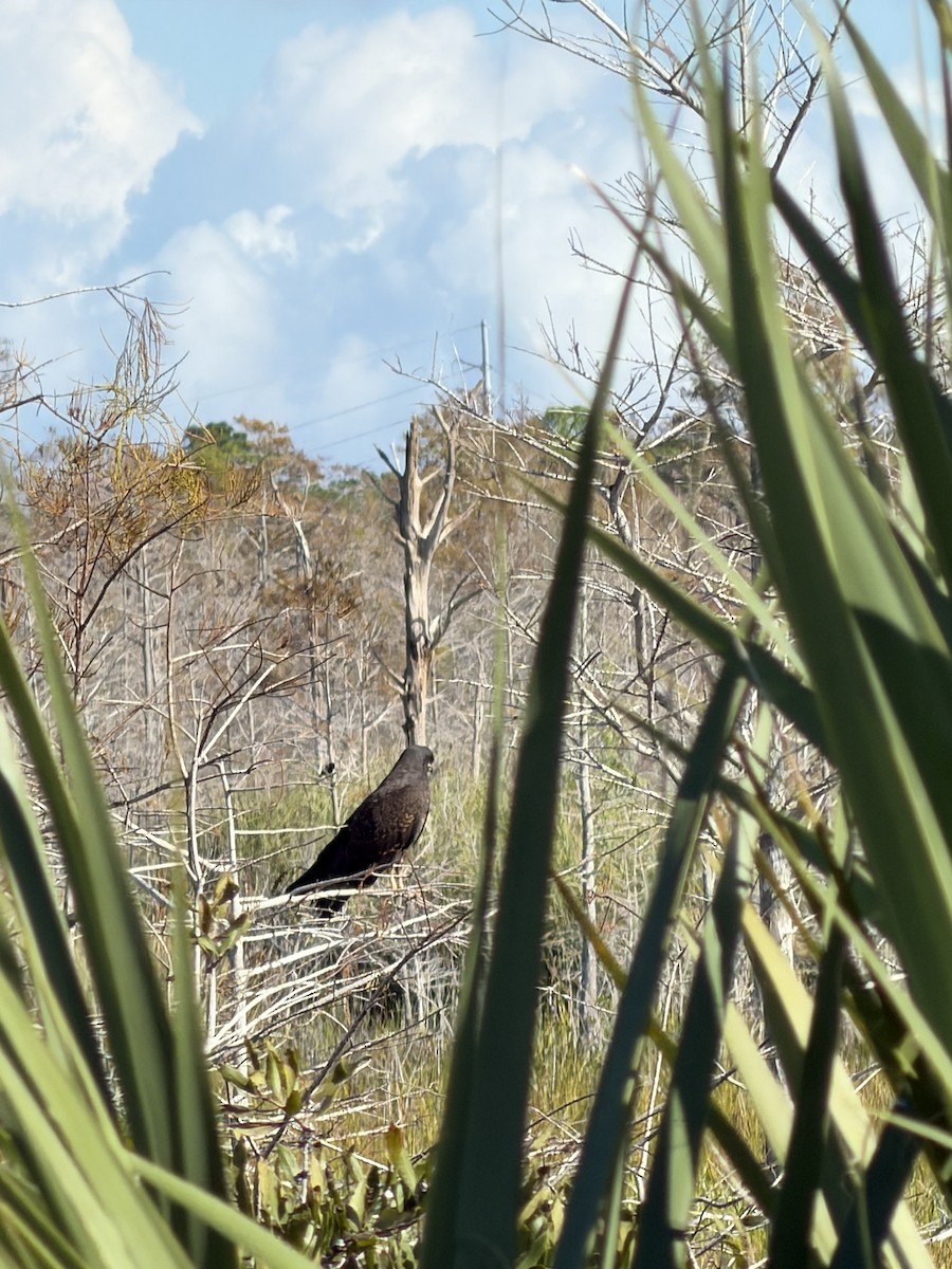 Snail Kite - ML646553216