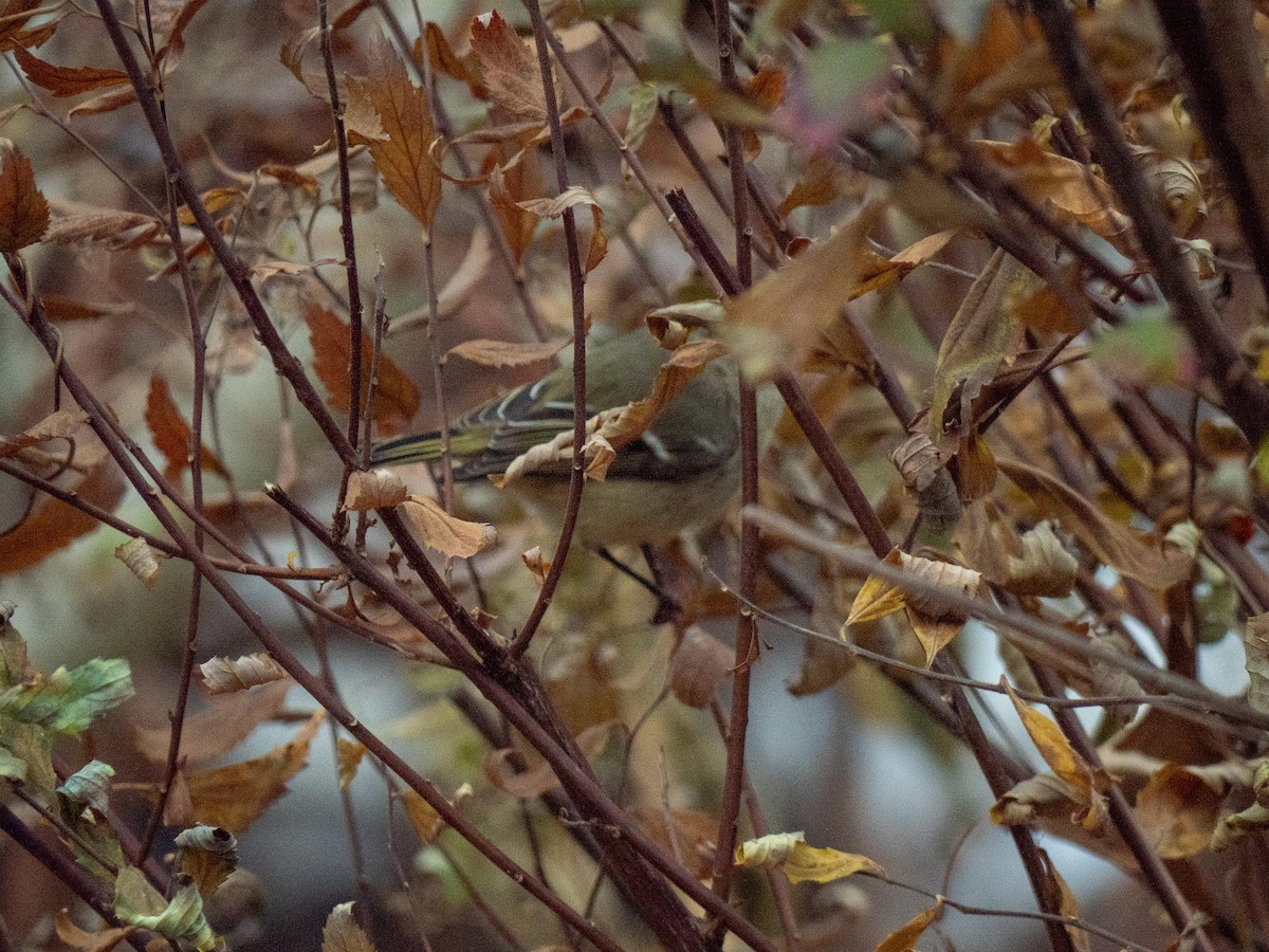 Ruby-crowned Kinglet - ML646553217