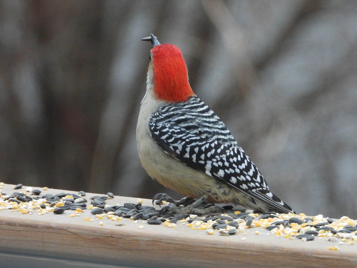 Carolinaspecht - ML646553219