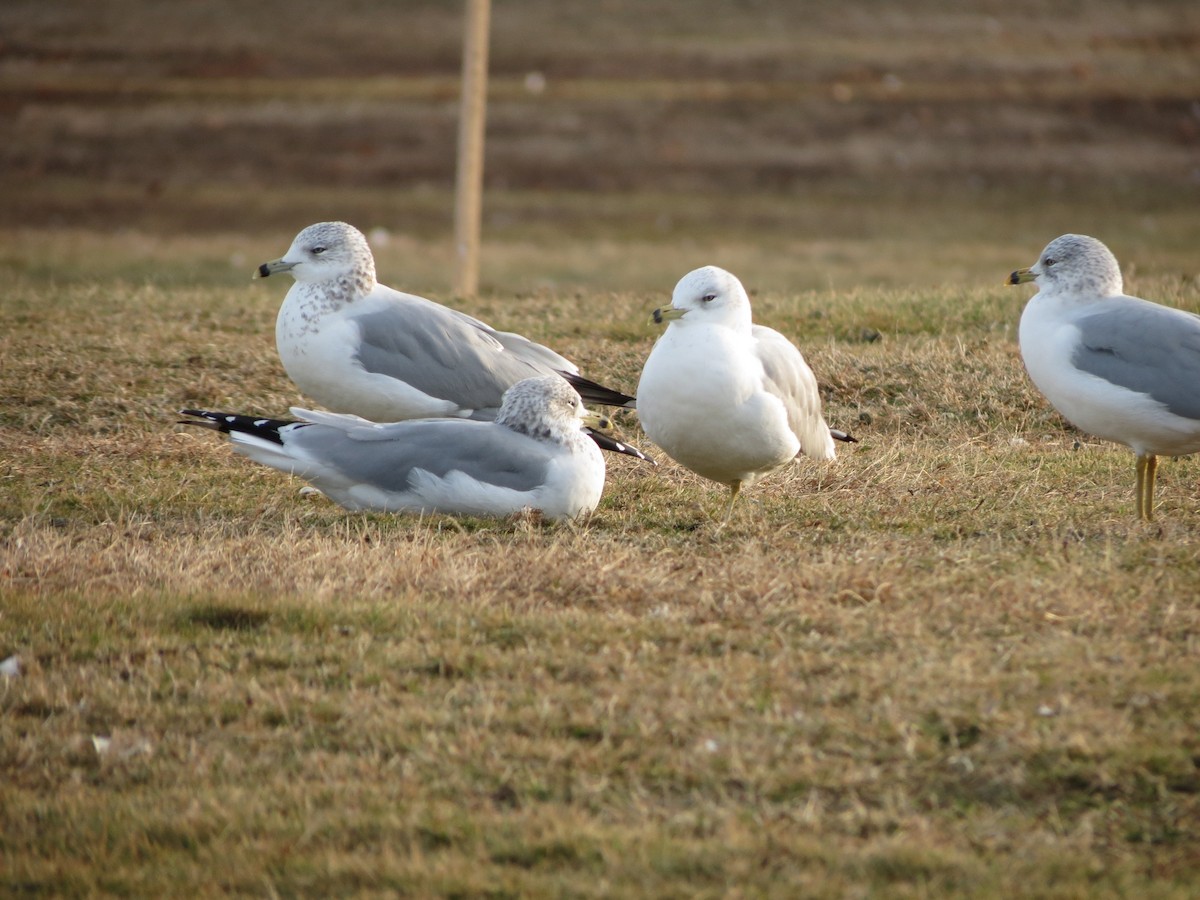 Ring-billed Gull - ML646553221