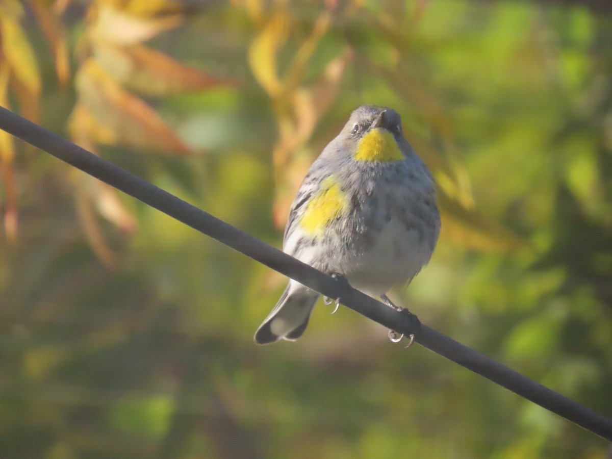 Yellow-rumped Warbler - ML646553223