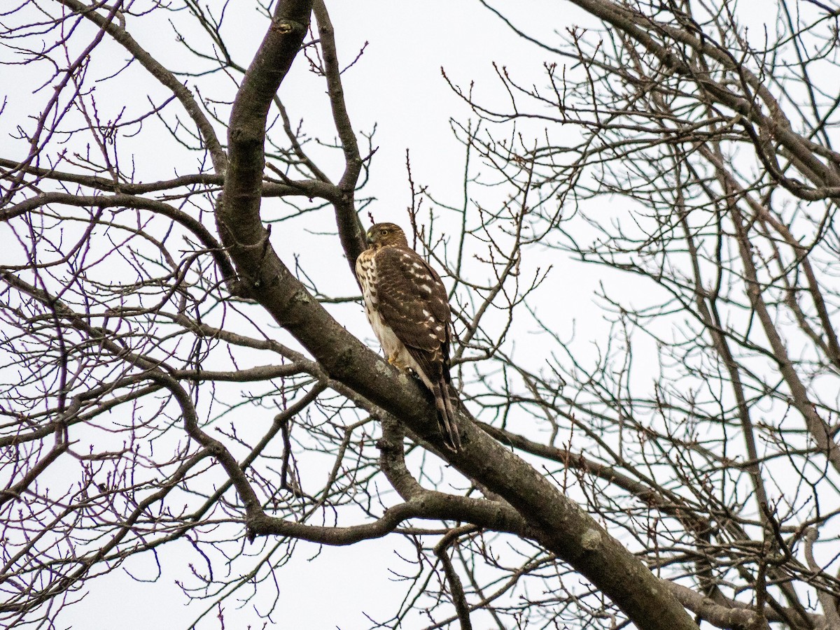 Cooper's Hawk - ML646553224