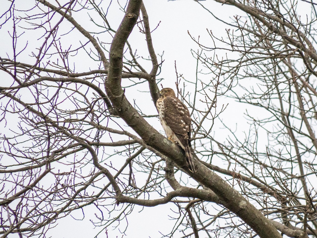 Cooper's Hawk - ML646553225