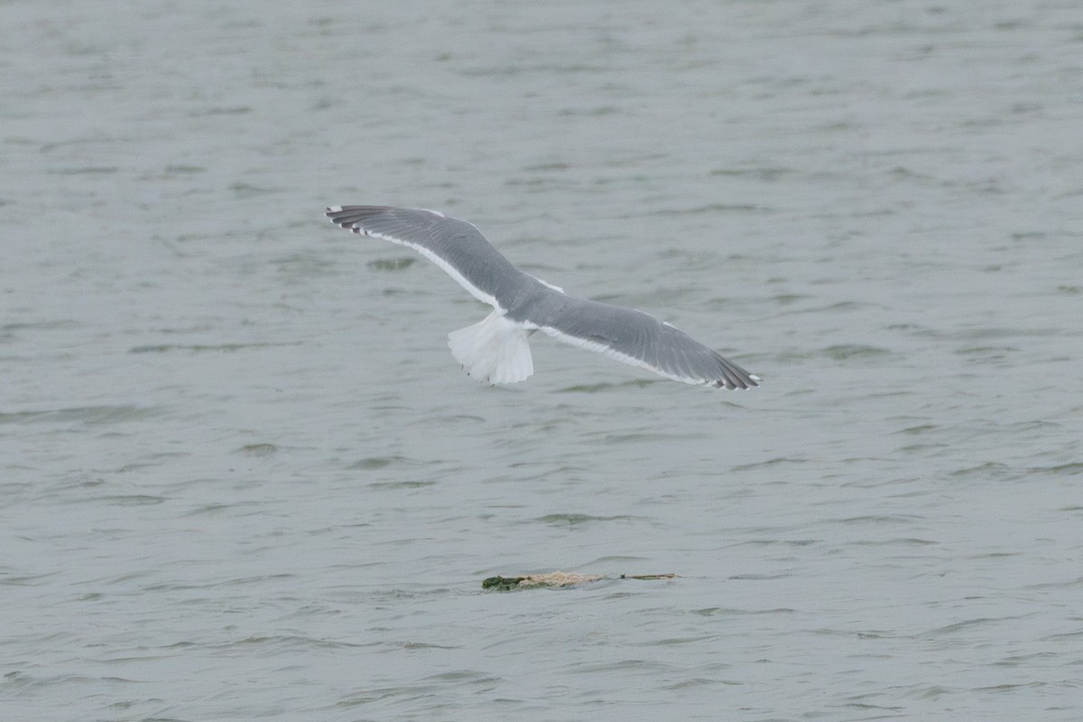 Western x Glaucous-winged Gull (hybrid) - ML646553226