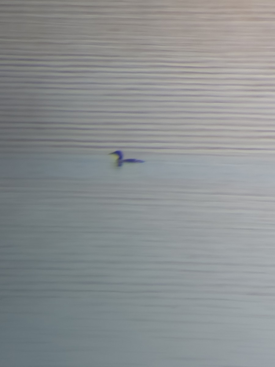 Plongeon du Pacifique - ML646553229