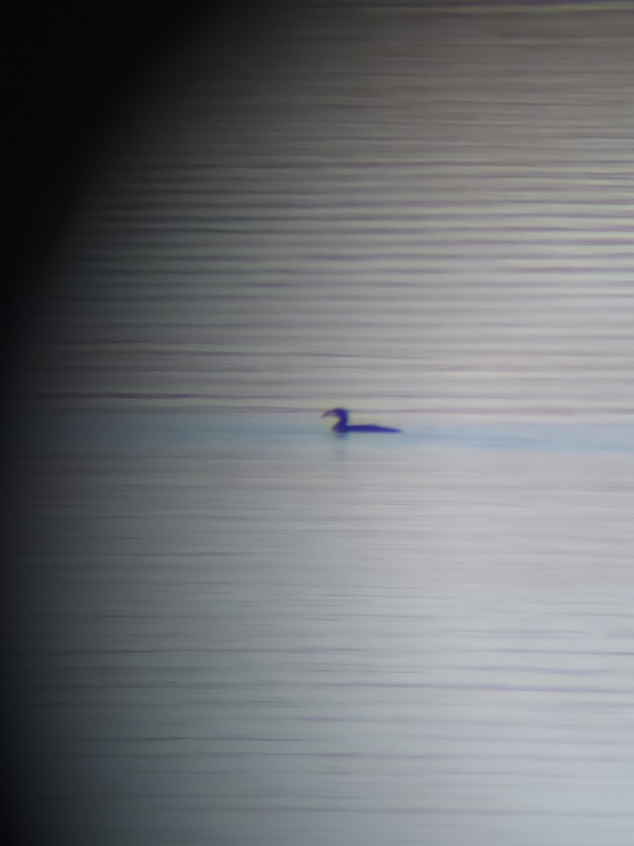 Plongeon du Pacifique - ML646553230