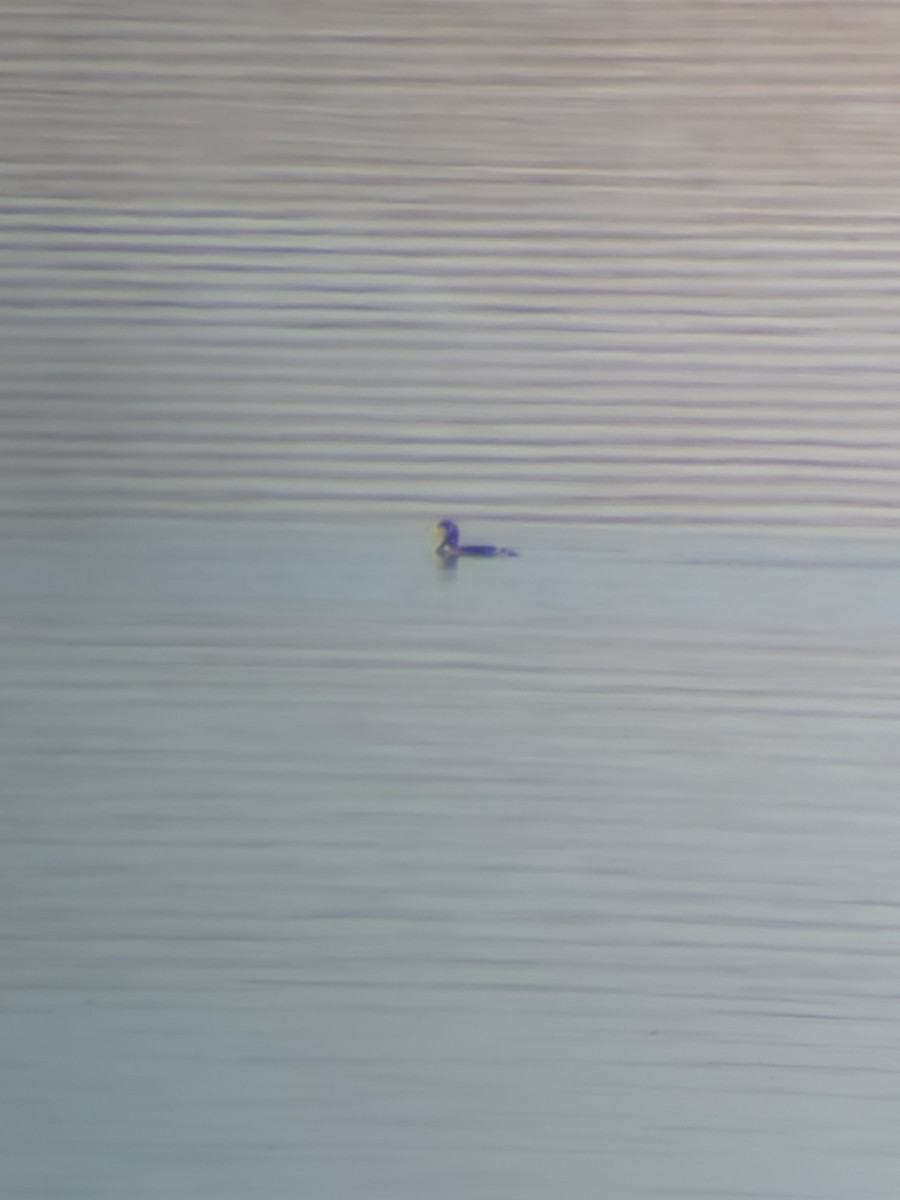 Plongeon du Pacifique - ML646553231