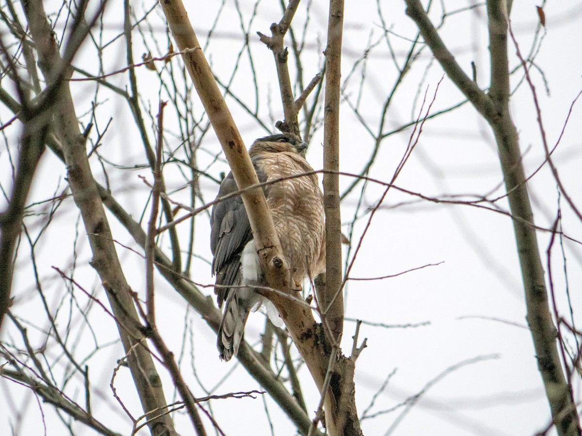 Cooper's Hawk - ML646553232
