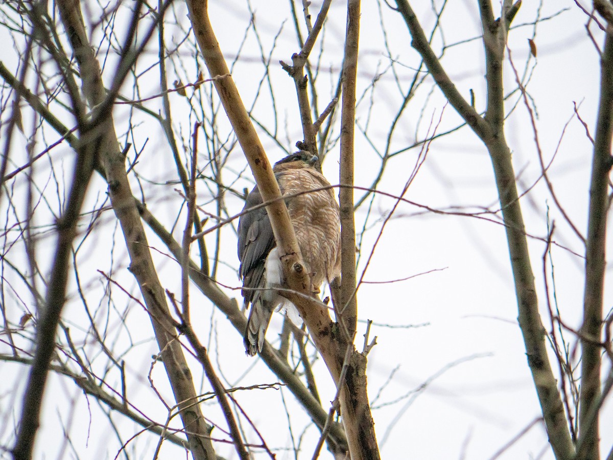 Cooper's Hawk - ML646553233