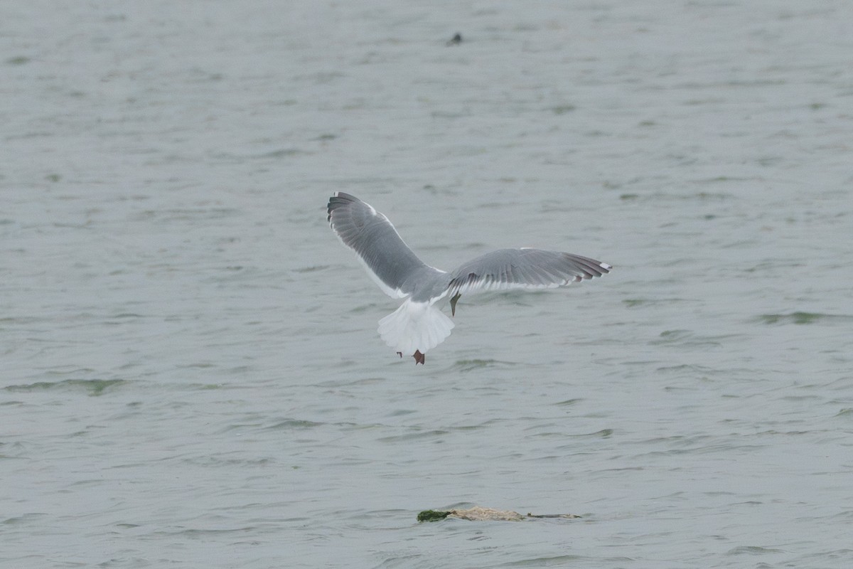 Western x Glaucous-winged Gull (hybrid) - ML646553234