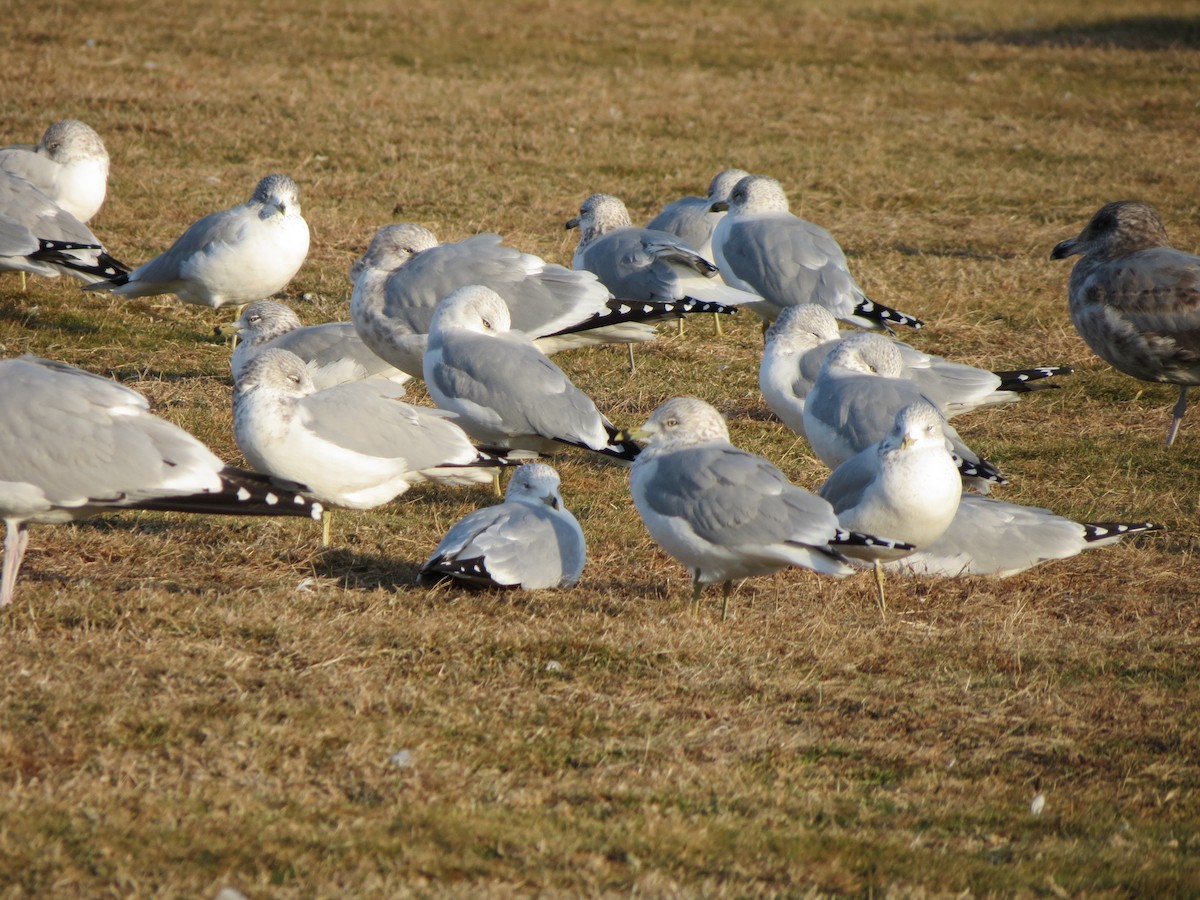 Ring-billed Gull - ML646553235