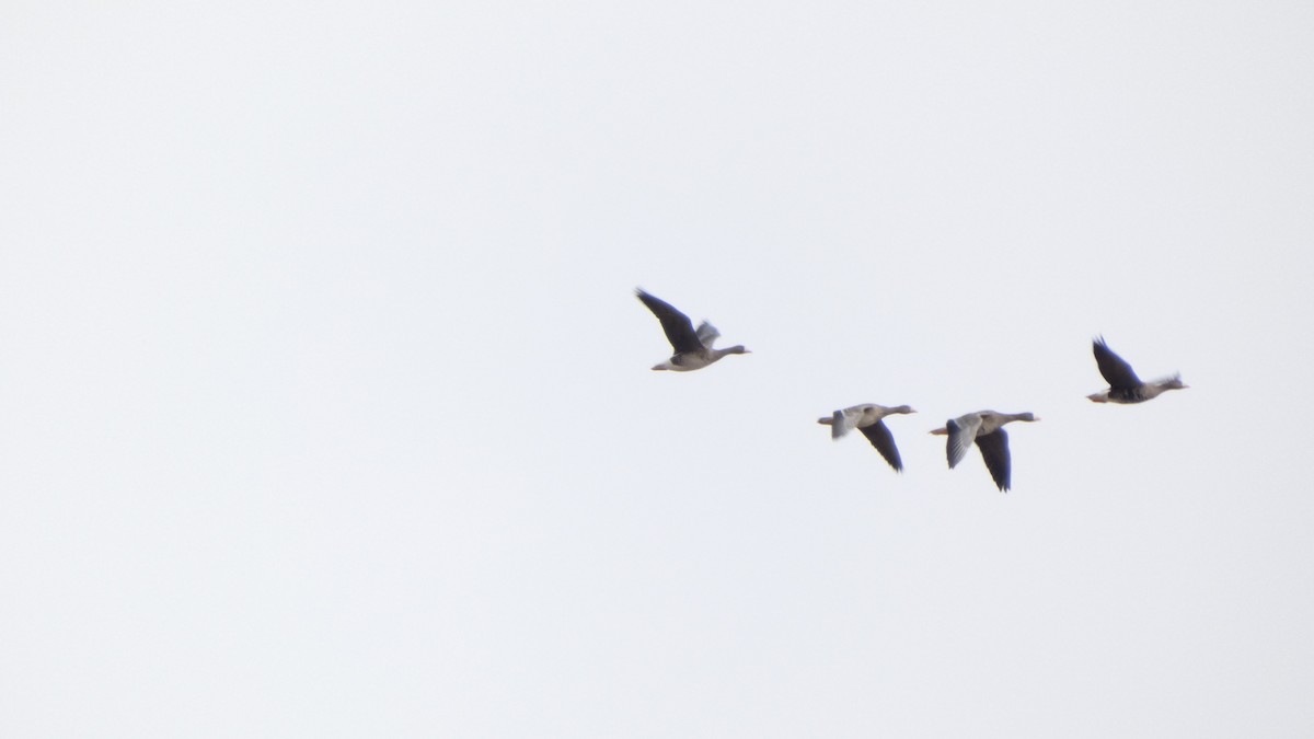 Greater White-fronted Goose - ML646553240