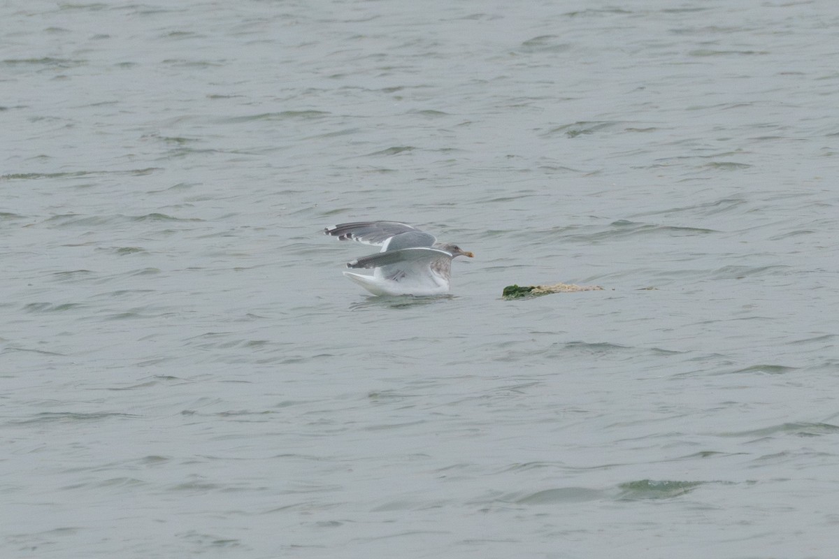 Western x Glaucous-winged Gull (hybrid) - ML646553242