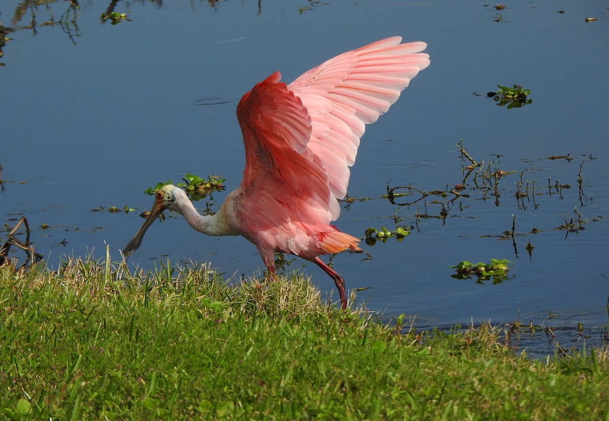 Espátula Rosada - ML646553243