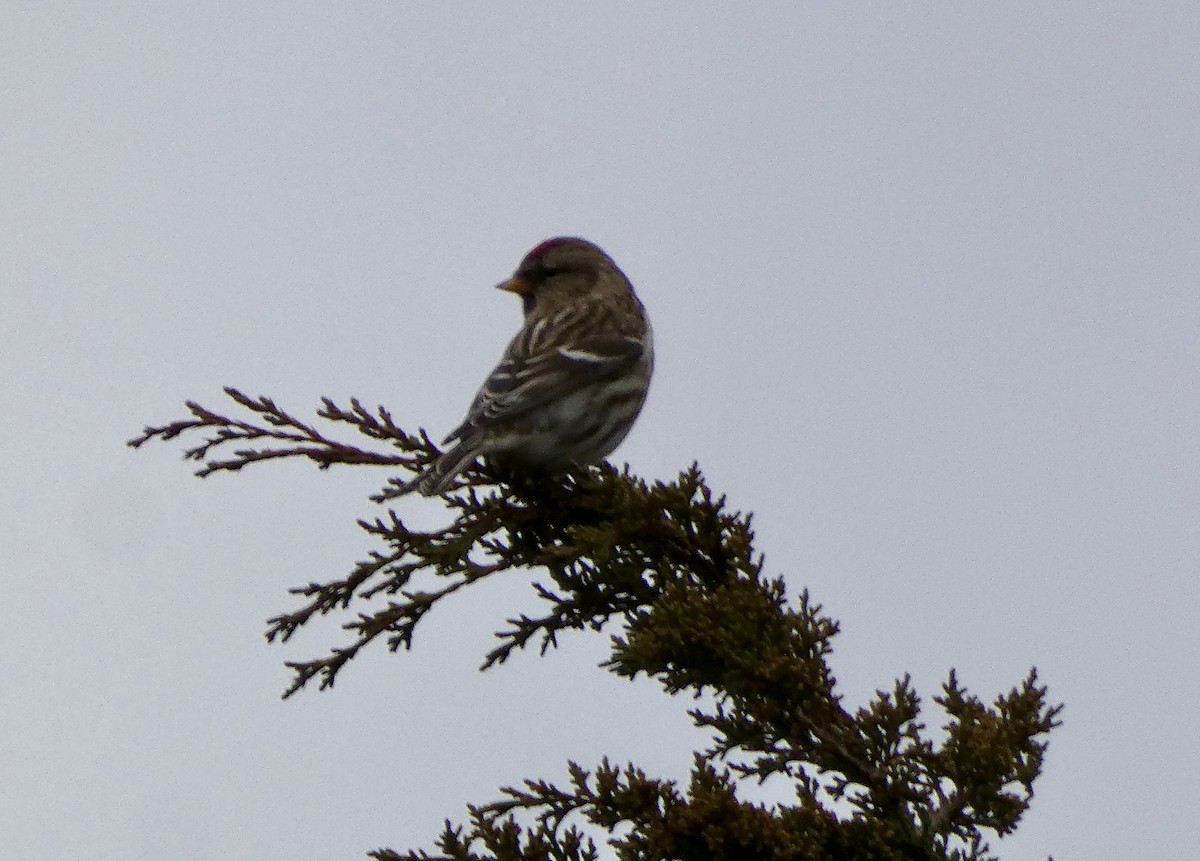 čečetka zimní - ML646553245