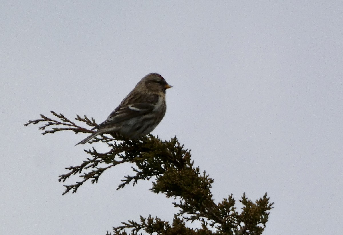 čečetka zimní - ML646553246