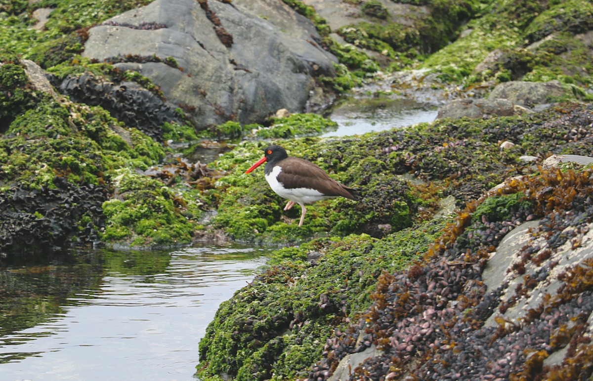 American Oystercatcher - ML646553247