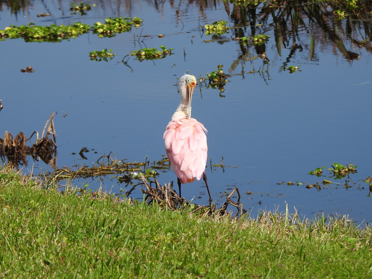 Espátula Rosada - ML646553250