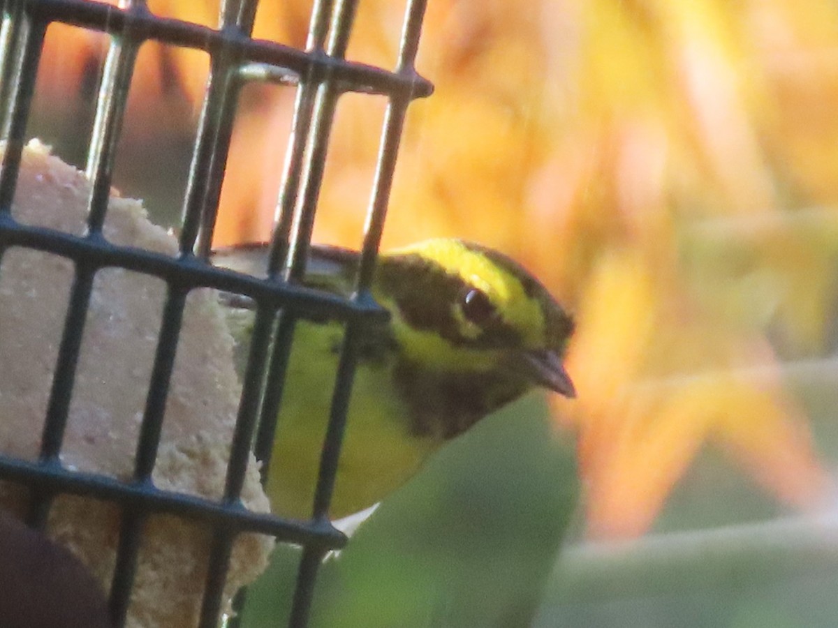 Townsend's Warbler - ML646553251