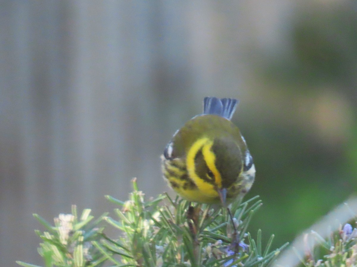 Townsend's Warbler - ML646553252