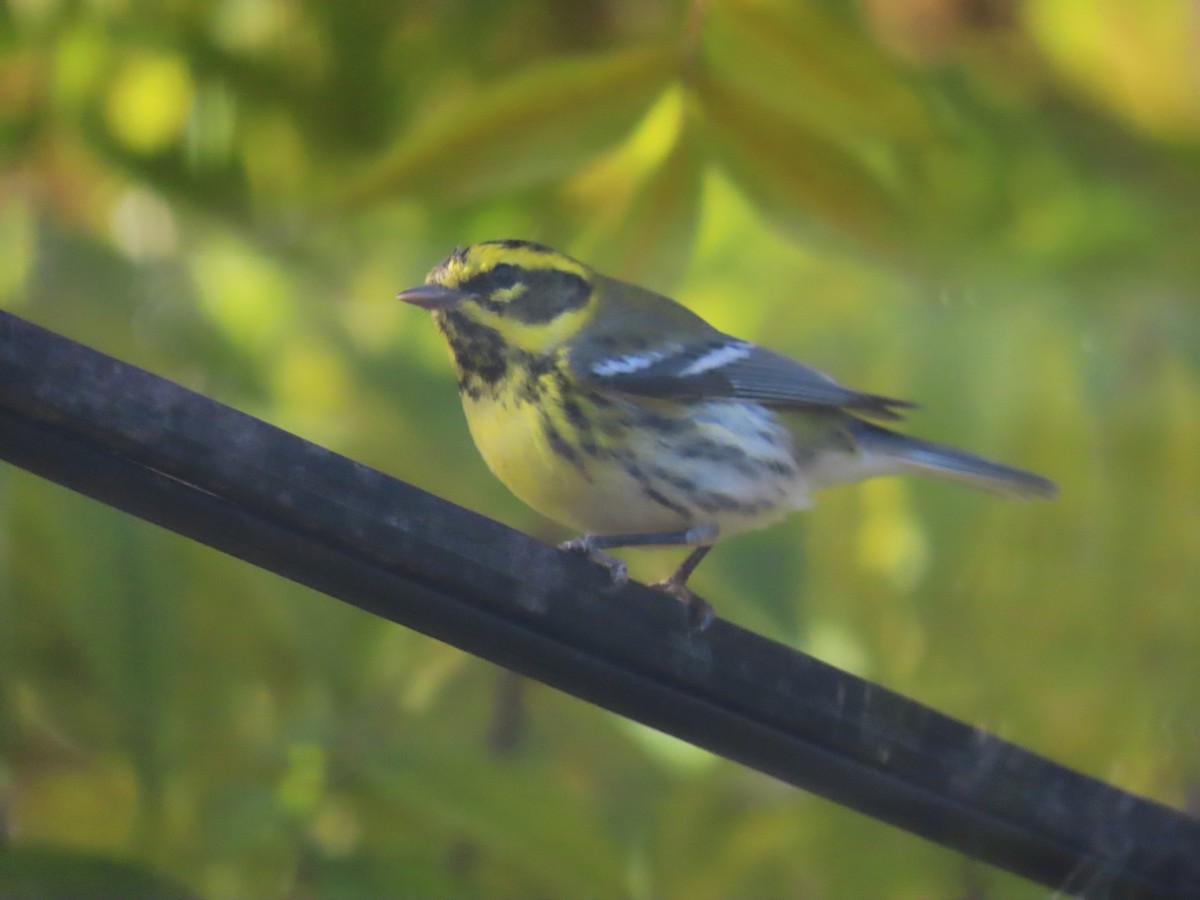 Townsend's Warbler - ML646553253