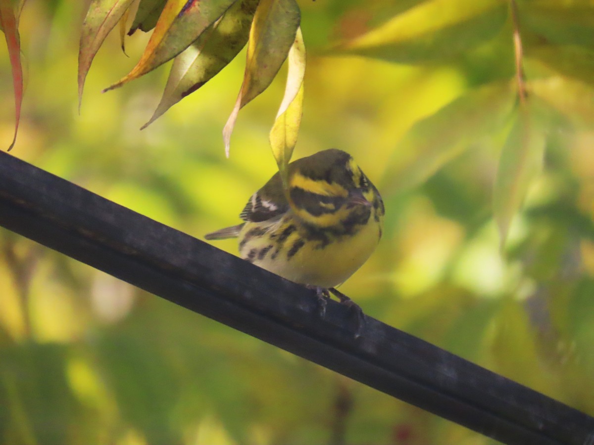 Townsend's Warbler - ML646553254