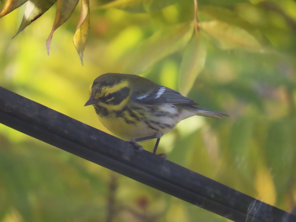 Townsend's Warbler - ML646553255