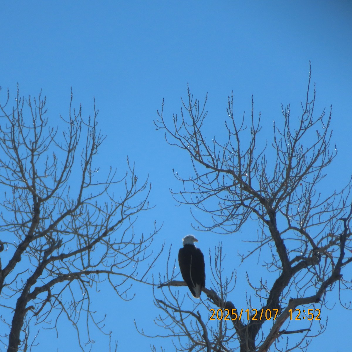 Bald Eagle - ML646553256