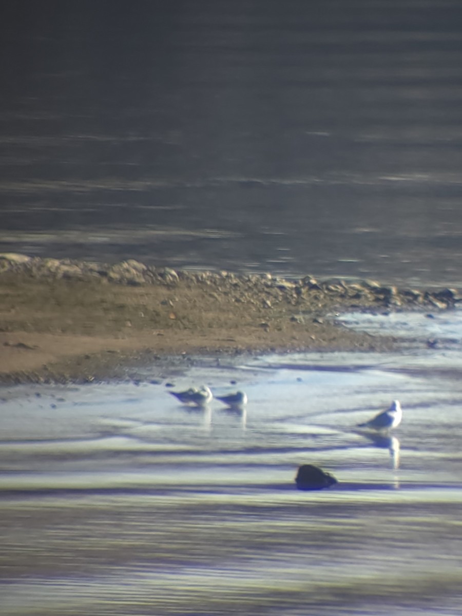 Bonaparte's Gull - ML646553257