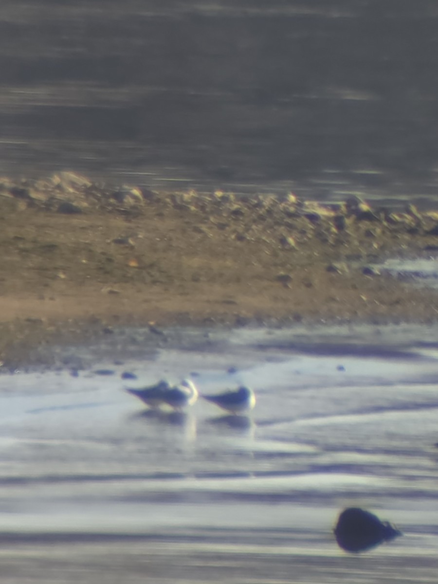 Bonaparte's Gull - ML646553258
