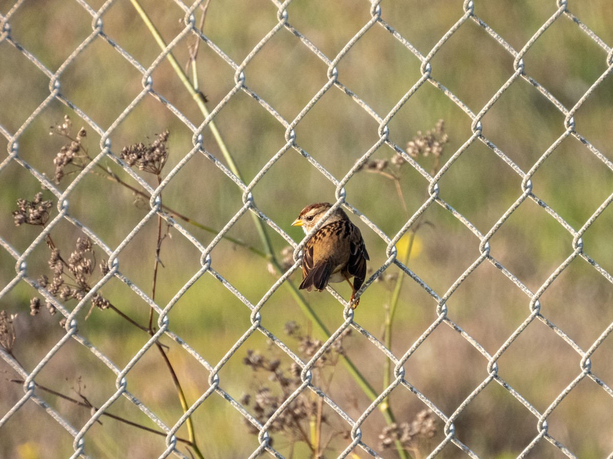 ミヤマシトド - ML646553262