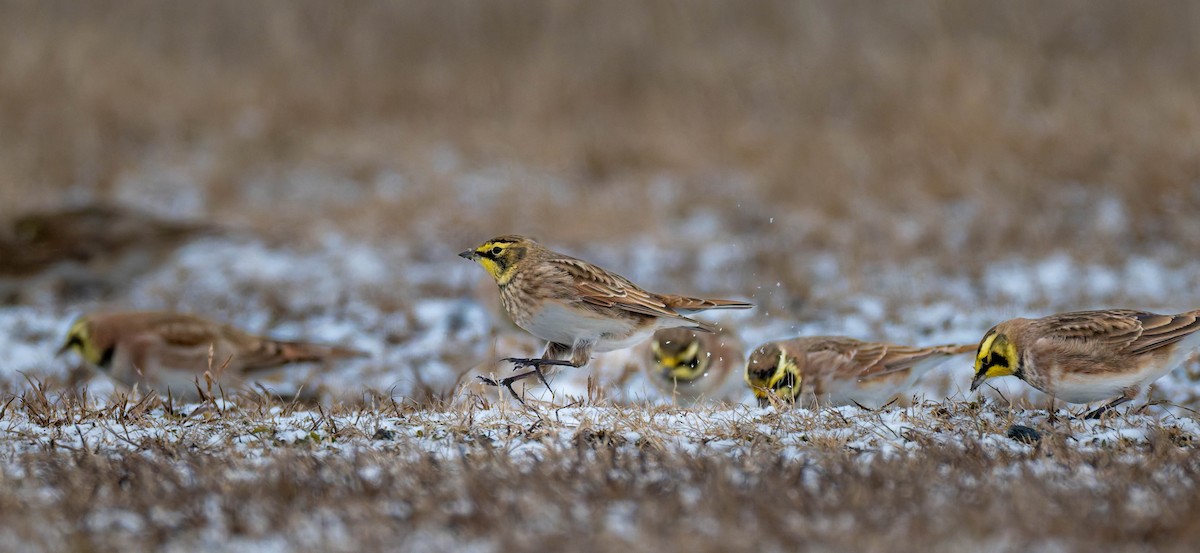 Horned Lark - ML646553263