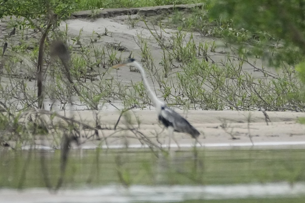 Cocoi Heron - ML646553264