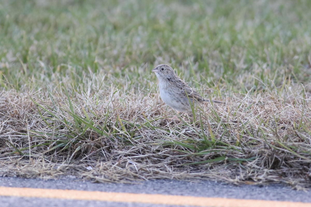 Cassin's Sparrow - ML646553266