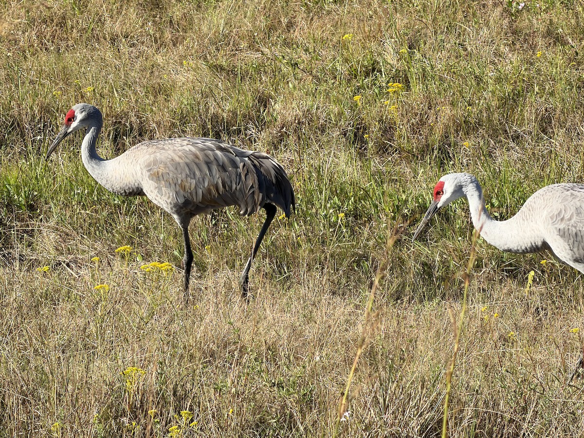 Sandhill Crane - ML646553267
