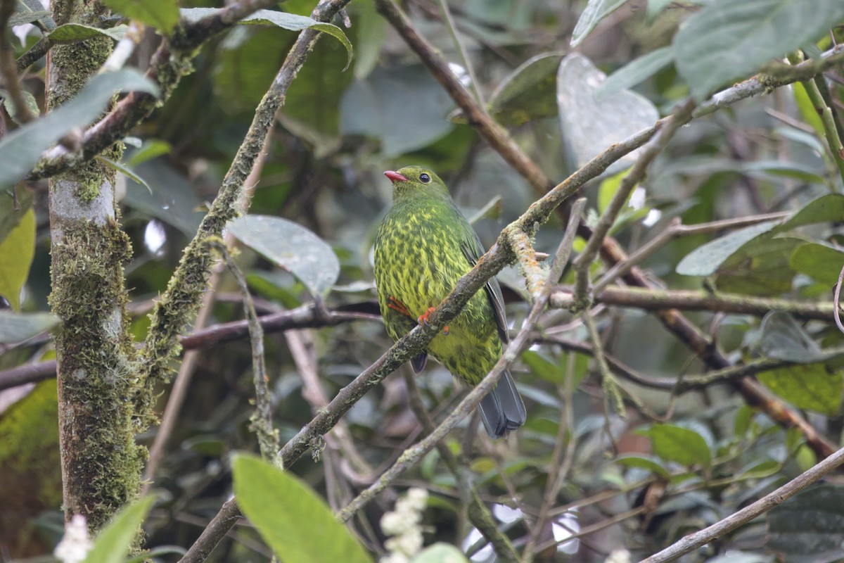 Yeşil Siyah Meyveyiyen - ML646553269