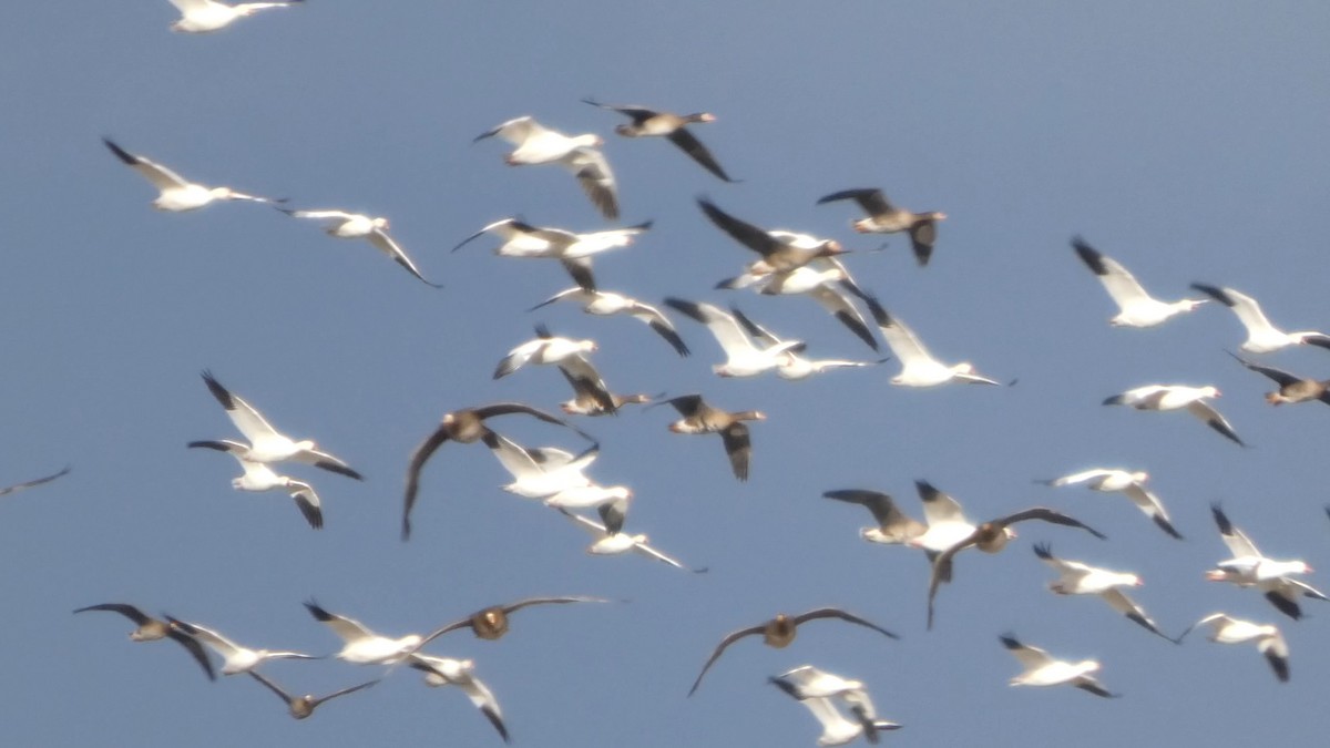 Greater White-fronted Goose - ML646553270