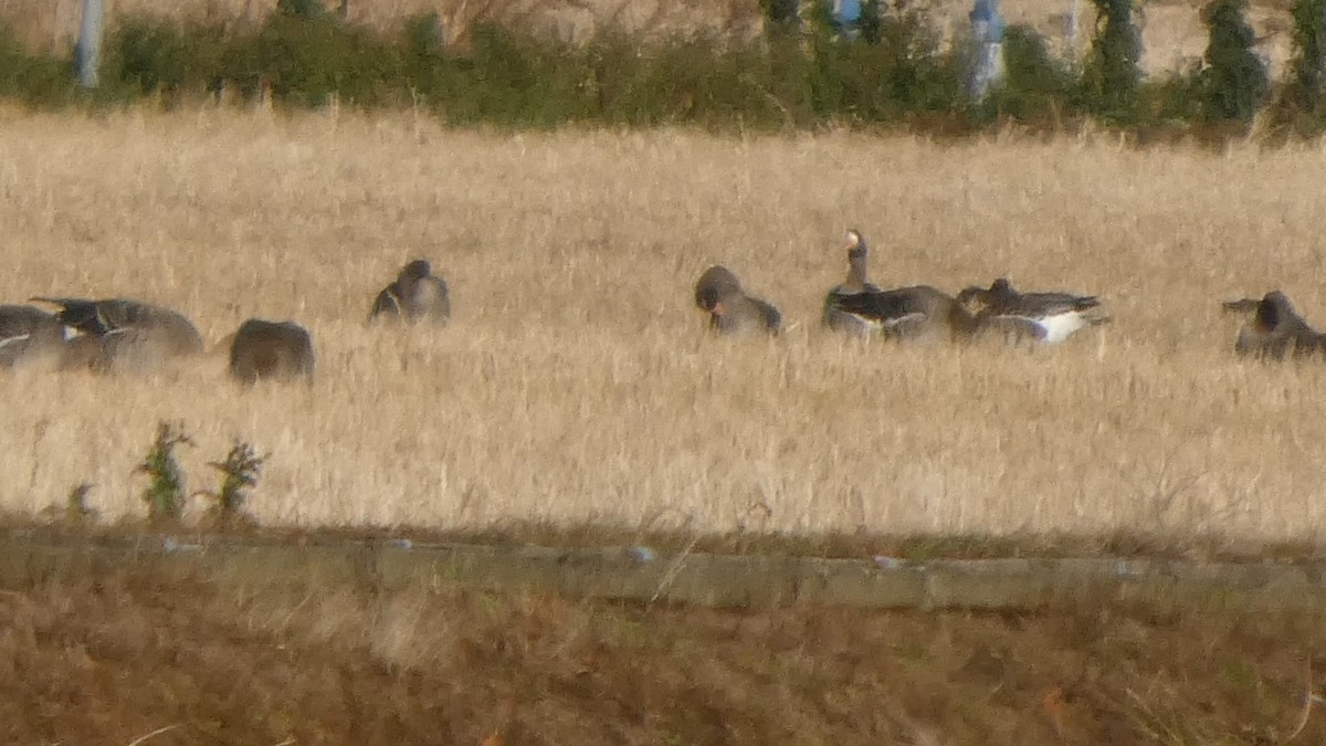 Greater White-fronted Goose - ML646553271