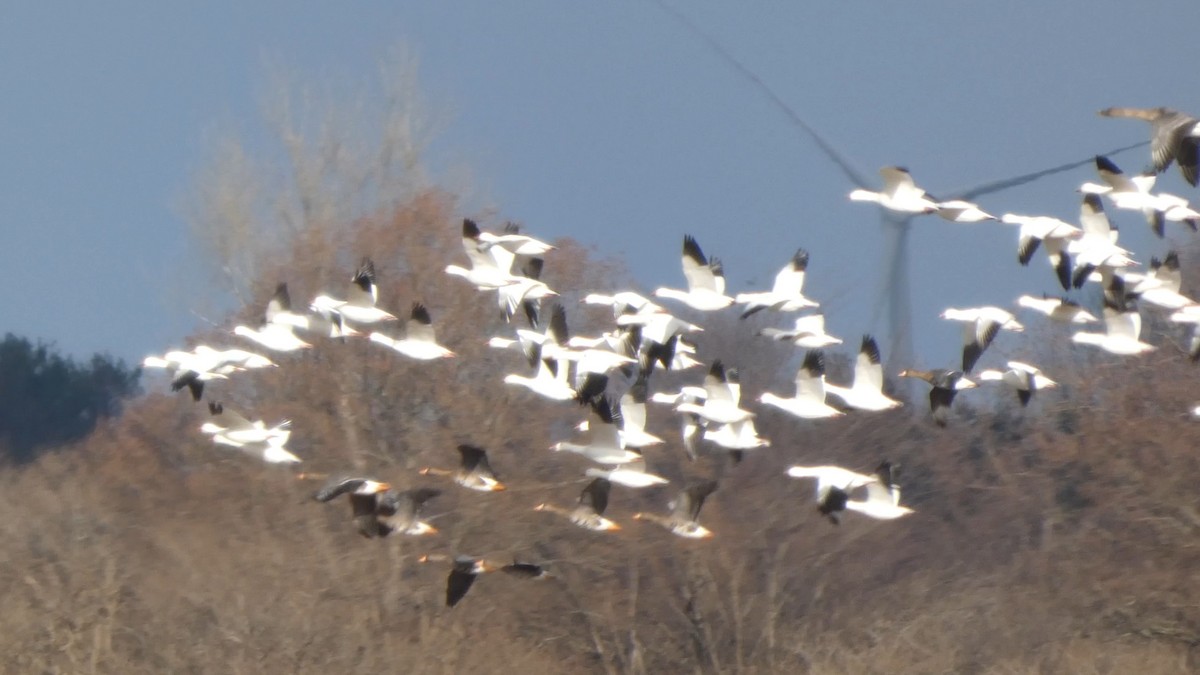Greater White-fronted Goose - ML646553272