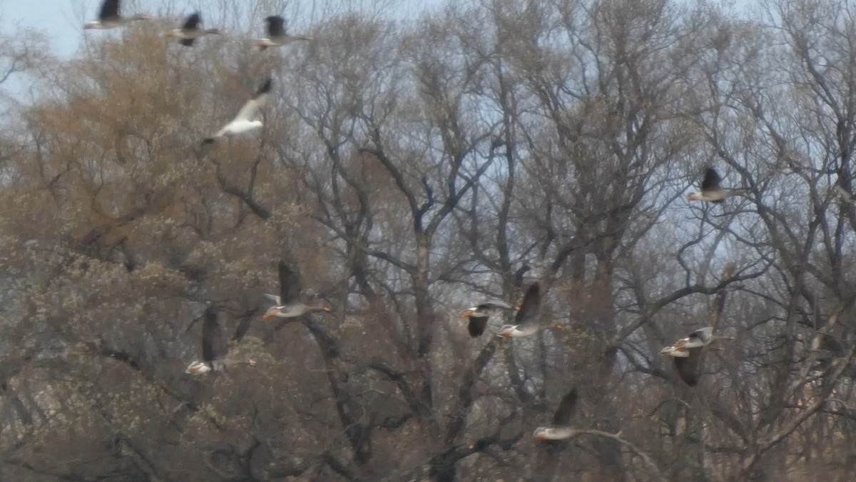 Greater White-fronted Goose - ML646553273