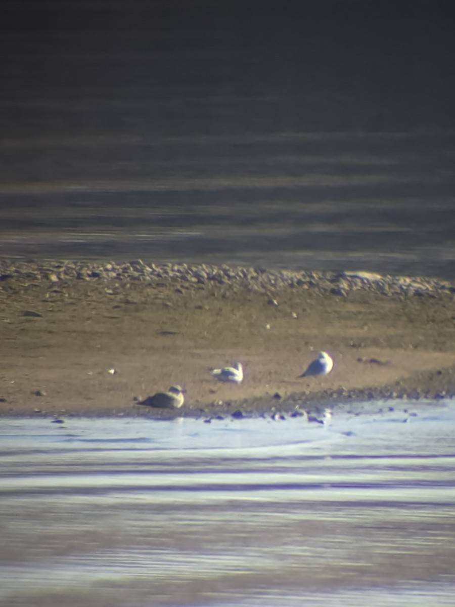 Goéland hudsonien - ML646553274