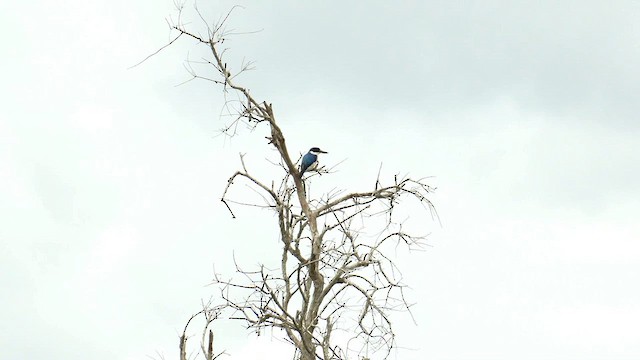 Forest Kingfisher - ML646553275