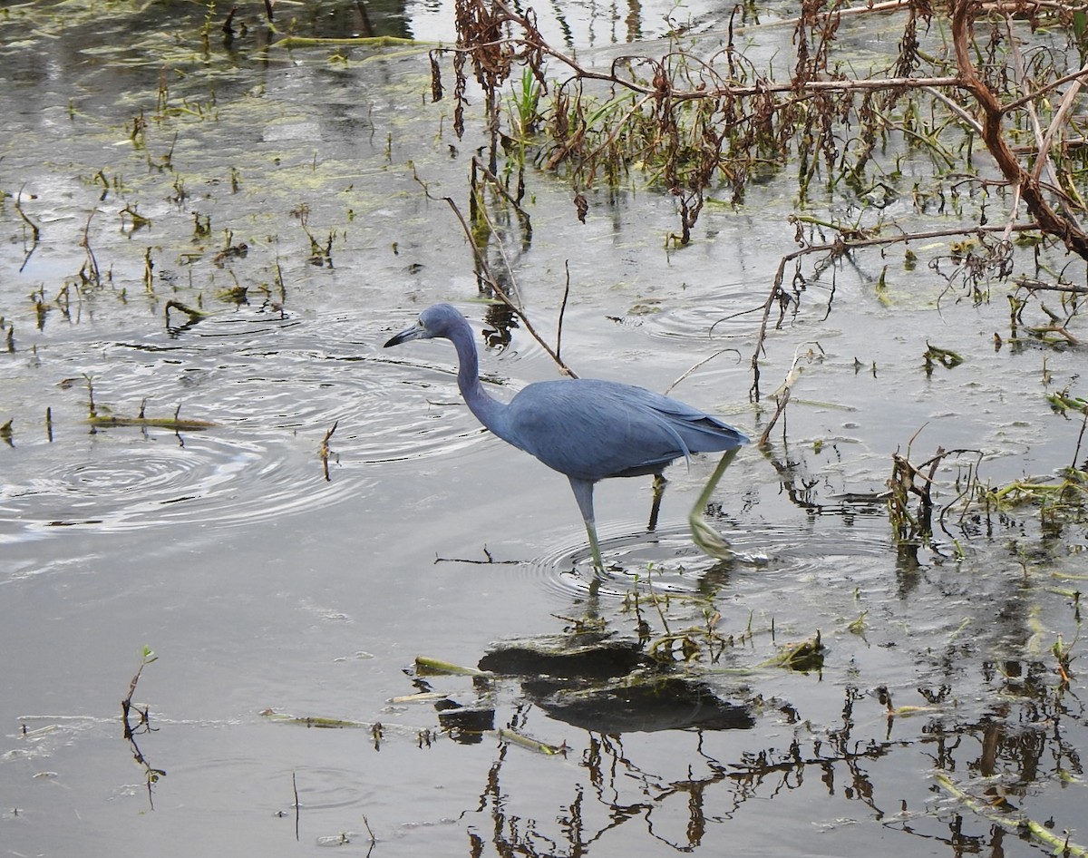 Mavi Balıkçıl - ML646553276