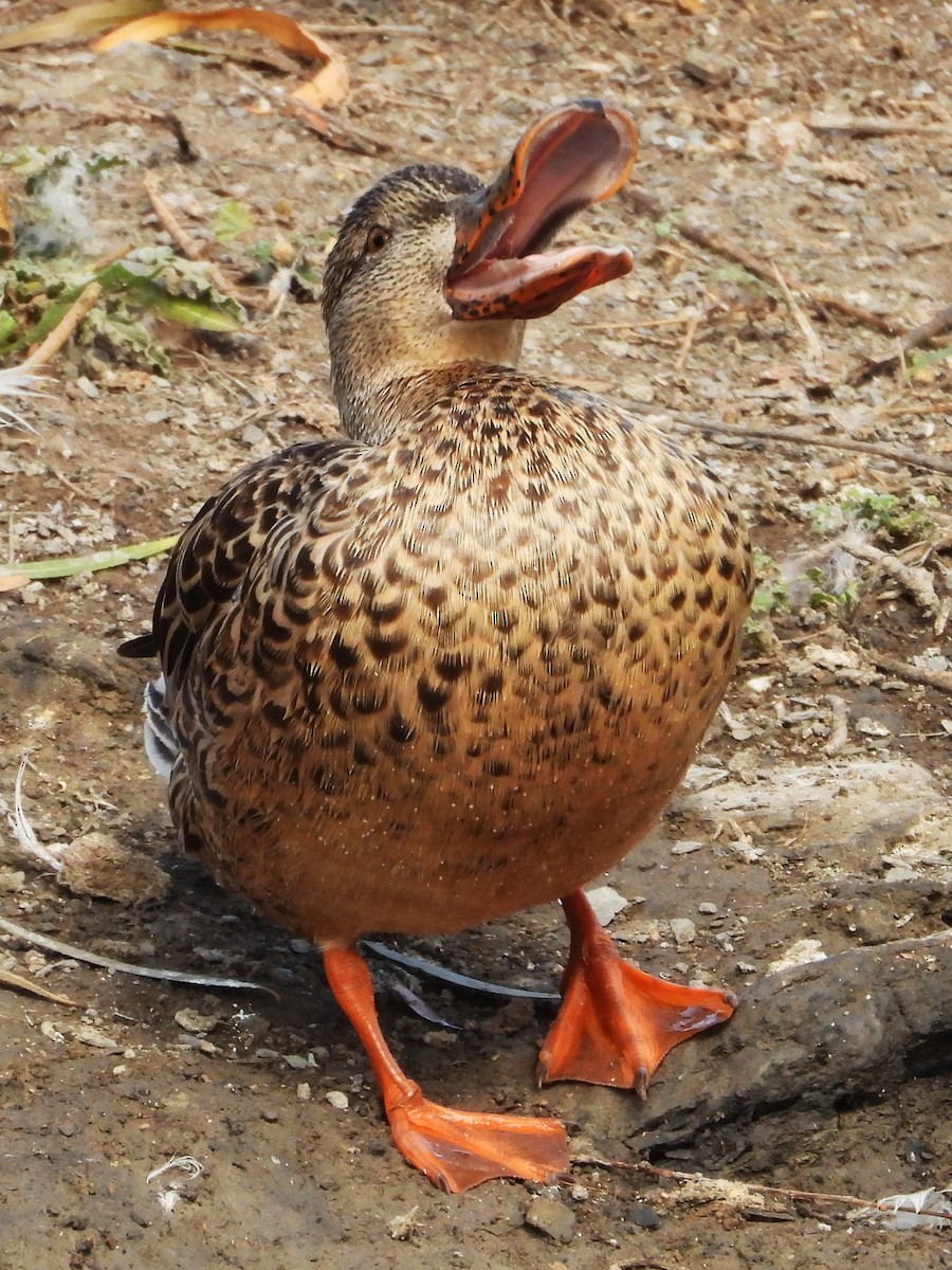 Широконоска - ML646553277