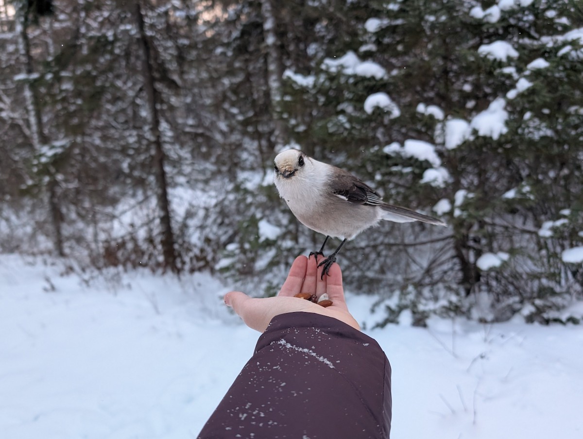 Canada Jay (Boreal) - ML646553287