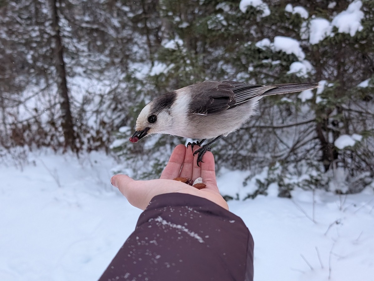 Canada Jay (Boreal) - ML646553288