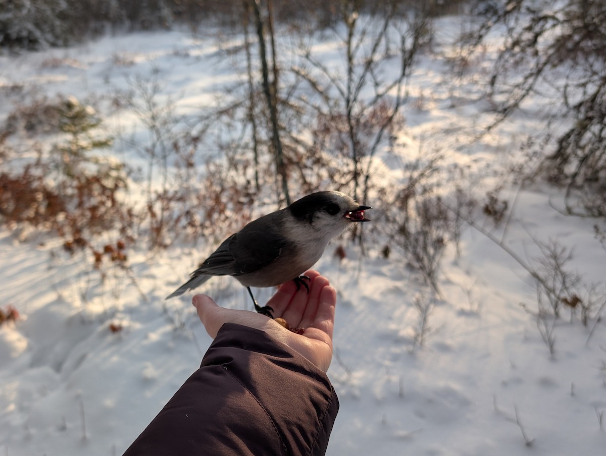 Canada Jay (Boreal) - ML646553289