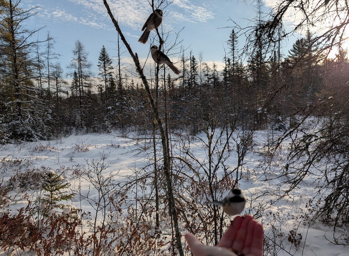 Canada Jay (Boreal) - ML646553290