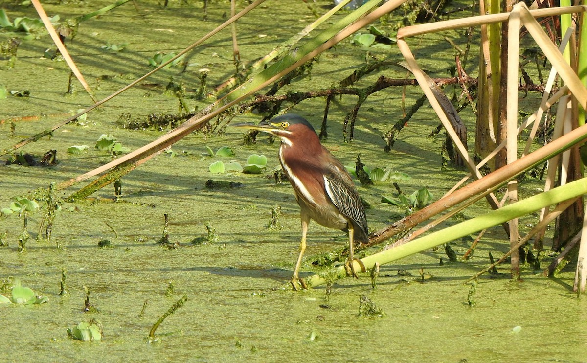 Yeşil Balıkçıl - ML646553294